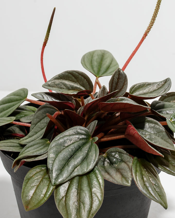 Peperomia Santorini leaf close-up macro detail, silvery-green textured leaf surface with deep red petioles and stems