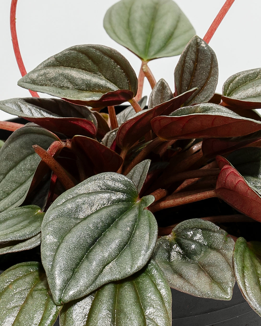 Extreme macro detail of Peperomia Santorini foliage, iridescent silvery veining on dark green leaves with red stems