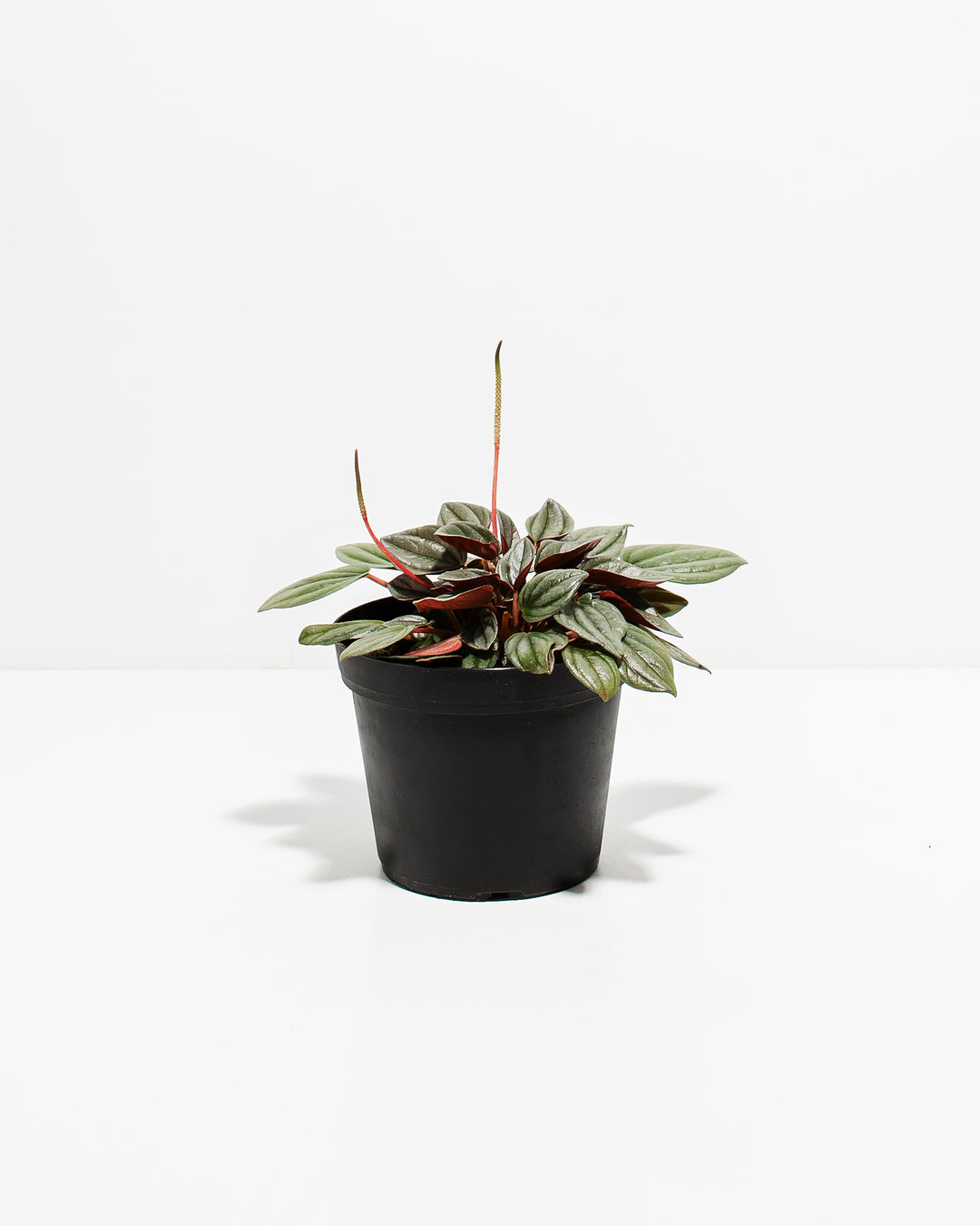 Peperomia Santorini in black nursery grower pot, full plant profile showing trailing vines and textured leaves