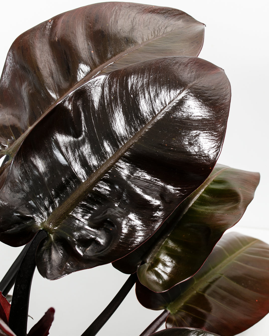 Philodendron Black Cardinal leaf close-up, oversized arrow-shaped dark black-burgundy foliage with shiny surface and burgundy reverse undersides, plant texture detail