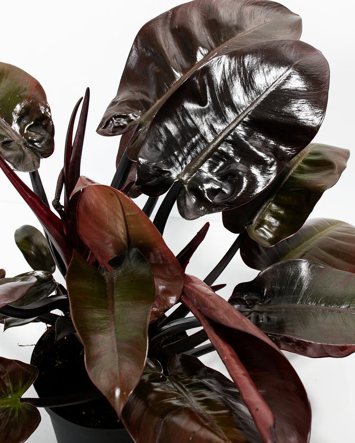 Philodendron Black Cardinal foliage macro, dark metallic black and burgundy-tinged leaves with visible veining and waxy coating, tropical plant leaf detail