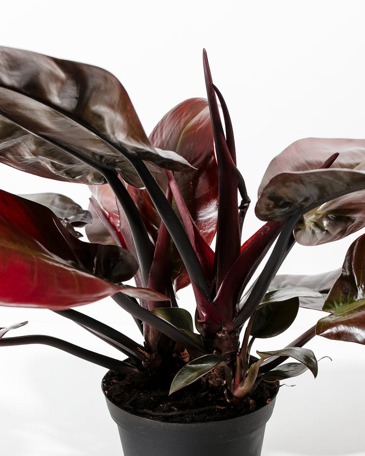 Philodendron Black Cardinal stem detail, close-up of deep burgundy-red petioles with dark burgundy-black new leaf unfurling, waxy glossy foliage surface