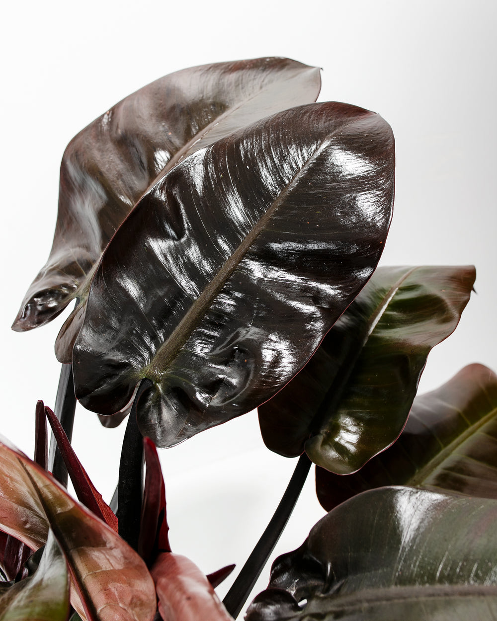 Philodendron Black Cardinal leaf surface macro, glossy dark burgundy-black leaflets with silvery-grey veining and metallic finish, tropical houseplant foliage