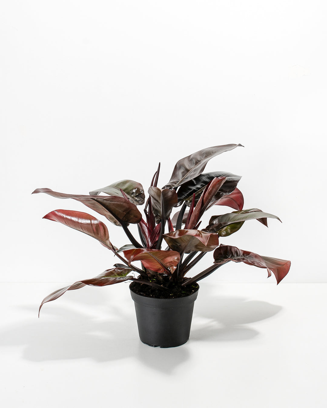 Philodendron Black Cardinal young plant in black nursery grower pot, healthy compact growth with vibrant burgundy new growth ready for repotting