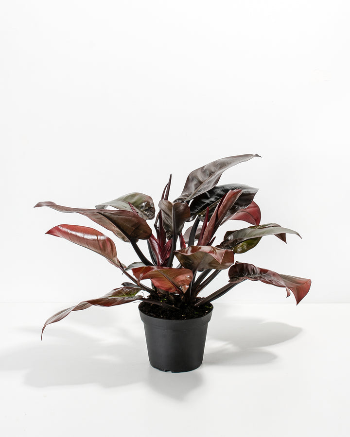 Philodendron Black Cardinal young plant in black nursery grower pot, healthy compact growth with vibrant burgundy new growth ready for repotting