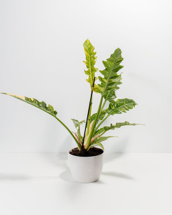 6-inch Philodendron Ring of Fire in white ceramic pot showing developing shoots with bright yellow juvenile foliage and ruffled deeply-lobed leaves maturing from red-orange stems; vibrant climbing philodendron offering dynamic color progression and tropical aesthetic.
