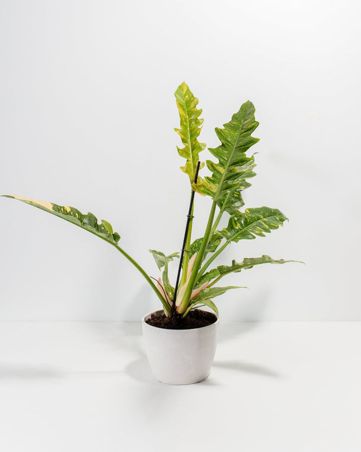 6-inch Philodendron Ring of Fire in white ceramic pot displaying upright compact growth habit with wavy-edged lobed foliage and yellow variegated new leaves transitioning to mature green; low-maintenance houseplant with striking seasonal color changes.