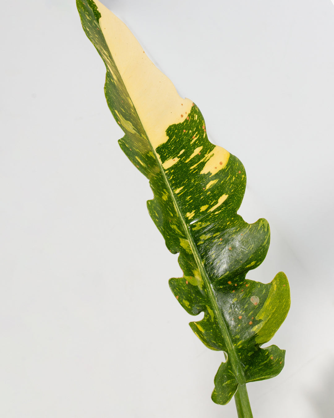 Ultra-detailed view of mature Philodendron Ring of Fire leaf displaying yellow-lime coloration blending into deep forest green with wavy pinnatifid edges and red-tinted midrib; botanical detail showcasing the variegated foliage and unique leaf structure.