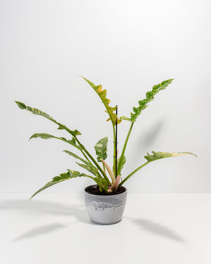 6-inch Philodendron Ring of Fire in grey textured ceramic pot featuring signature deeply-lobed pinnatifid leaves with lime-yellow new growth and red-orange stem accents; dramatic tropical foliage plant perfect for collectors seeking colorful houseplants.