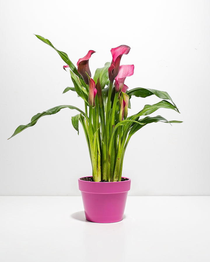 6-inch pink calla lily in bright magenta ceramic pot displaying multiple trumpet-shaped pink flowers and upright arrow-shaped green foliage; elegant flowering houseplant perfect for tabletops and home décor.