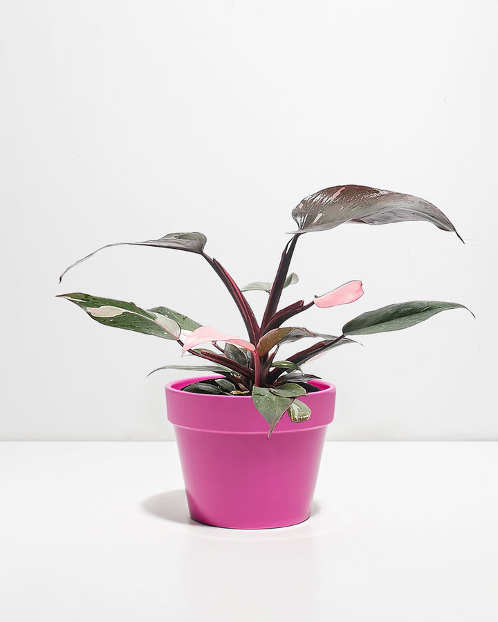 Philodendron Pink Princess houseplant for sale, featuring dark, glossy leaves with vibrant pink variegation, presented in a bright pink ceramic pot.