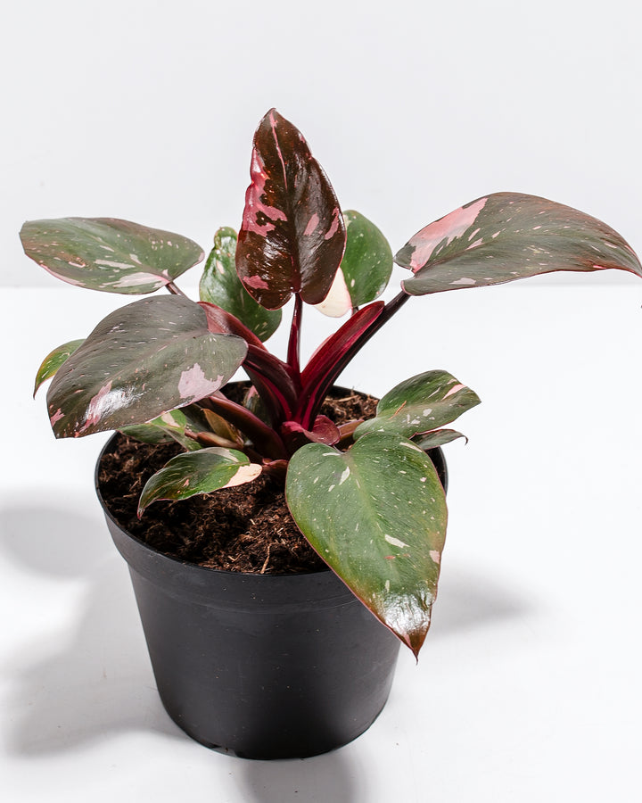 Philodendron Pink Princess houseplant for sale, featuring dark glossy foliage with striking pink variegation and deep red stems, presented in a black nursery pot.