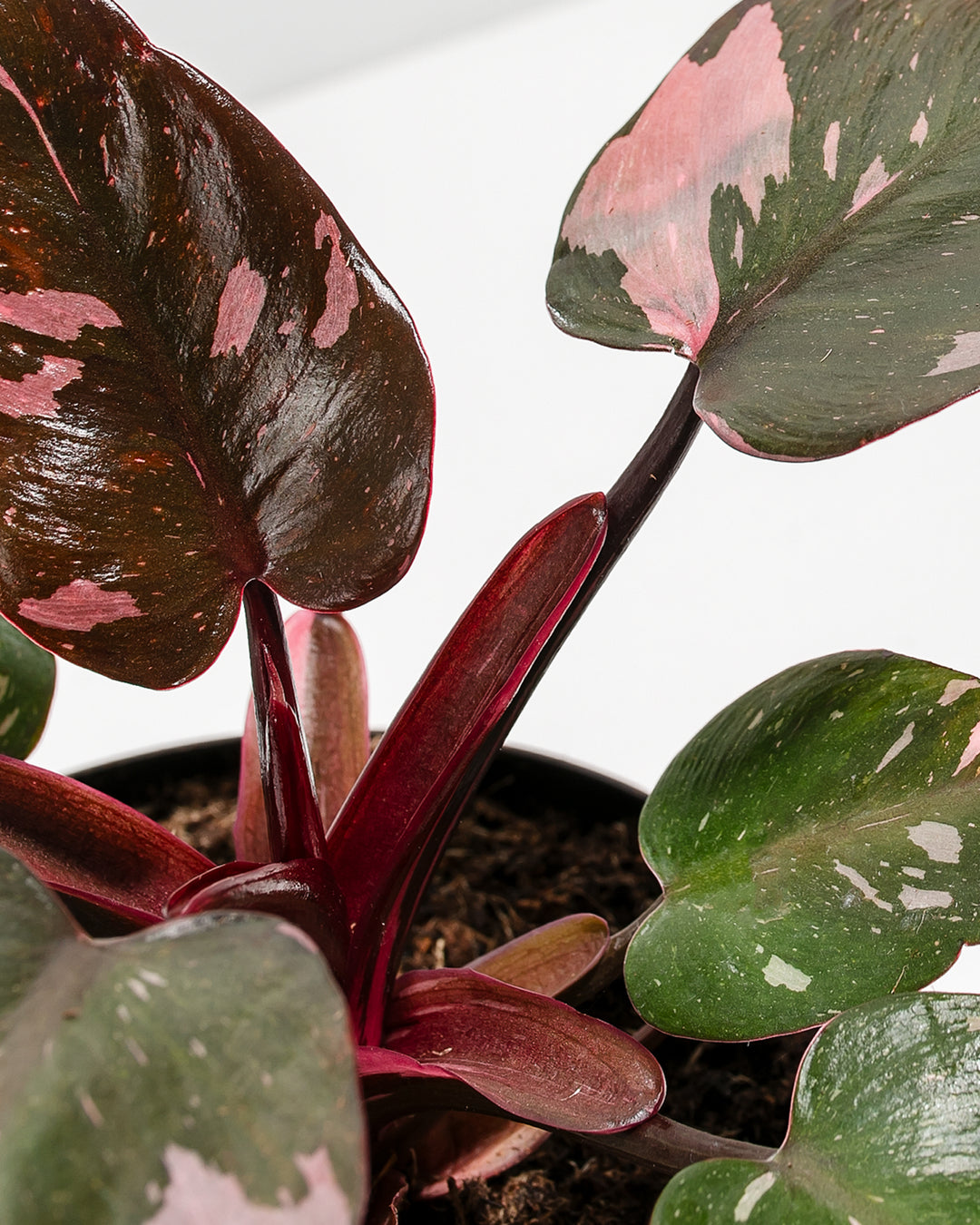 Close-up of a Philodendron Pink Princess houseplant, highlighting deep burgundy stems and lush, dark green leaves with unique, speckled pink variegation.