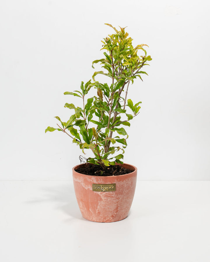 Pomegranate Bush