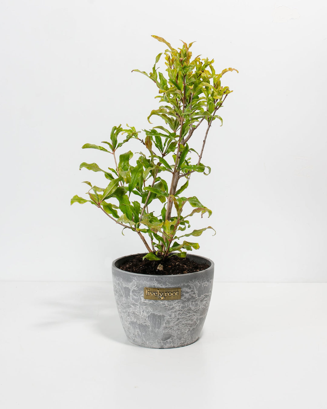 Pomegranate Bush
