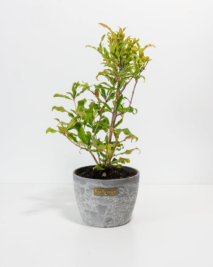 Pomegranate Bush