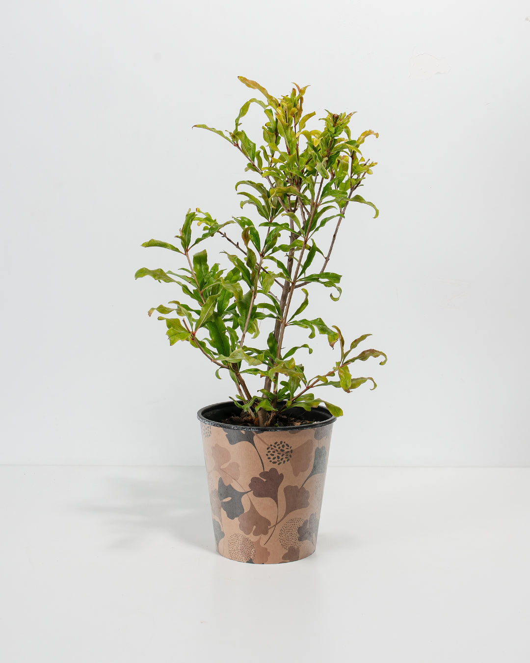 Pomegranate Bush