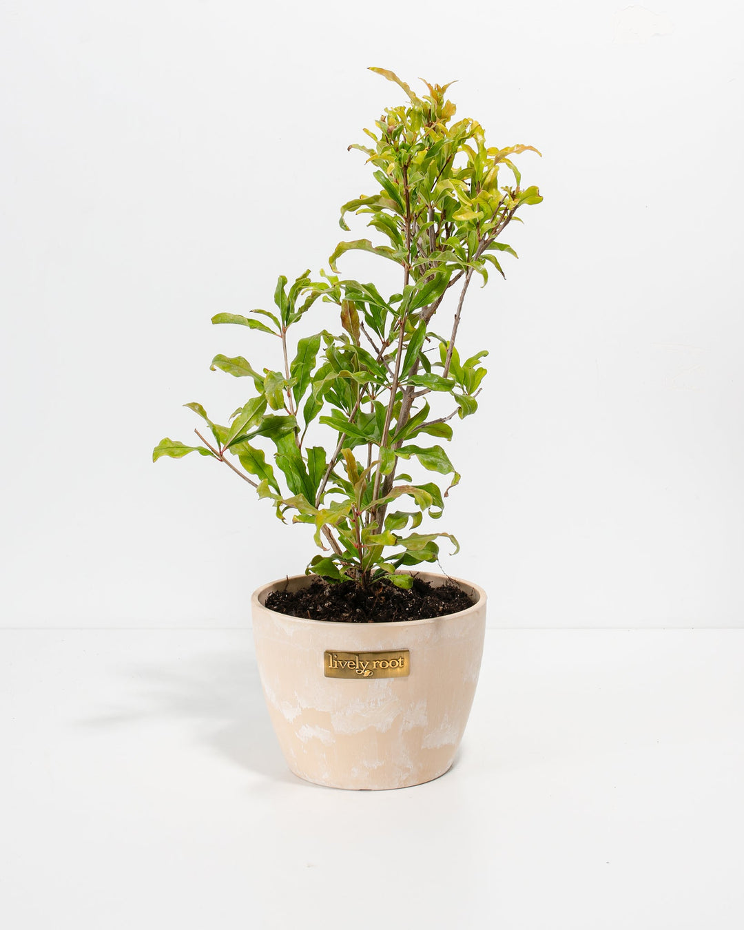 Pomegranate Bush