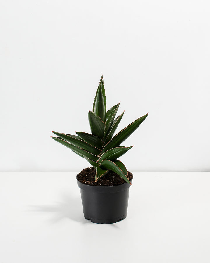Sansevieria Samurai