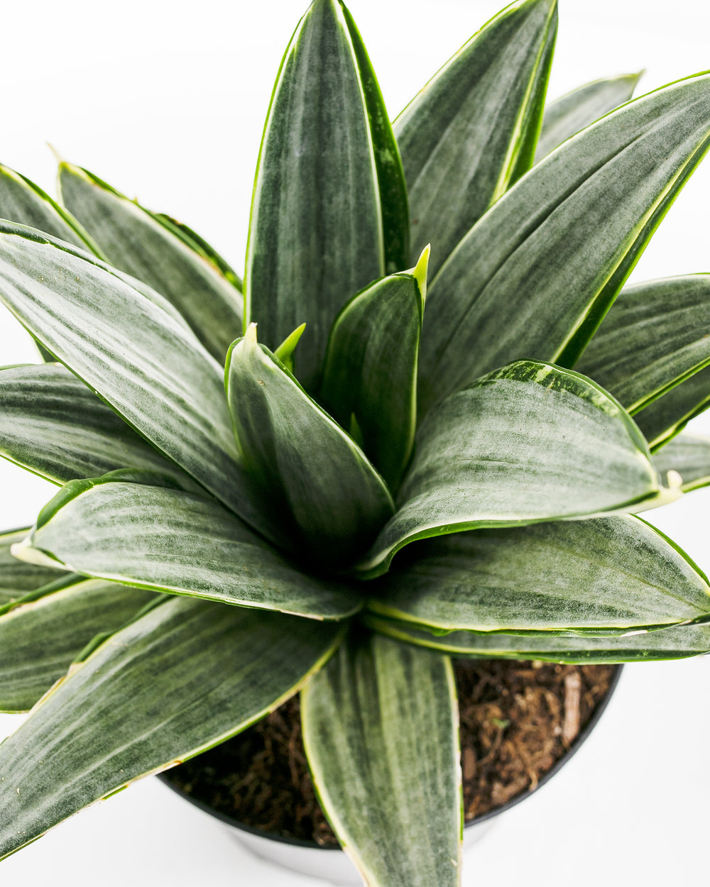 Silver Frost Snake Plant