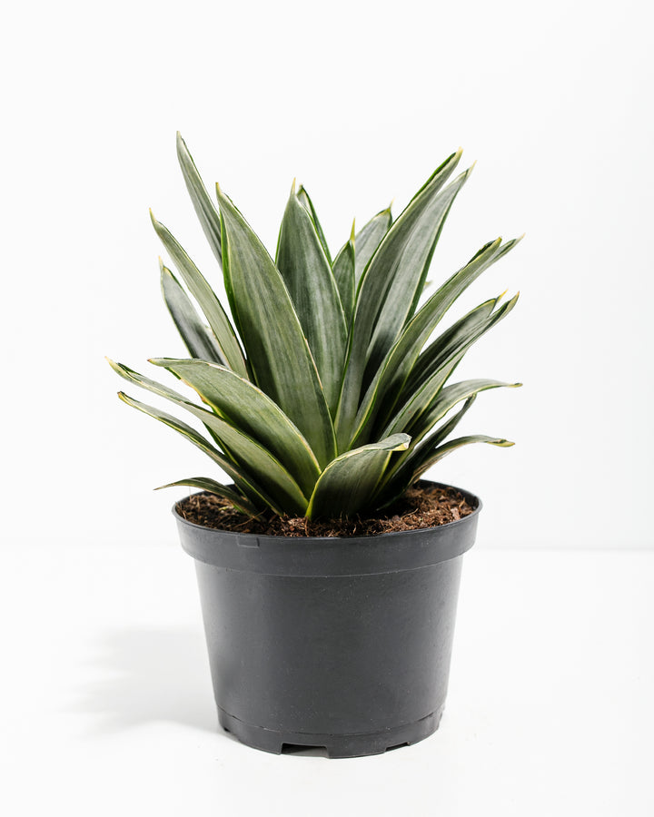 Silver Frost Snake Plant