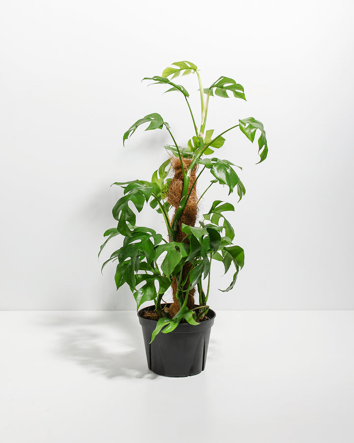 Philodendron Ginny with Totem