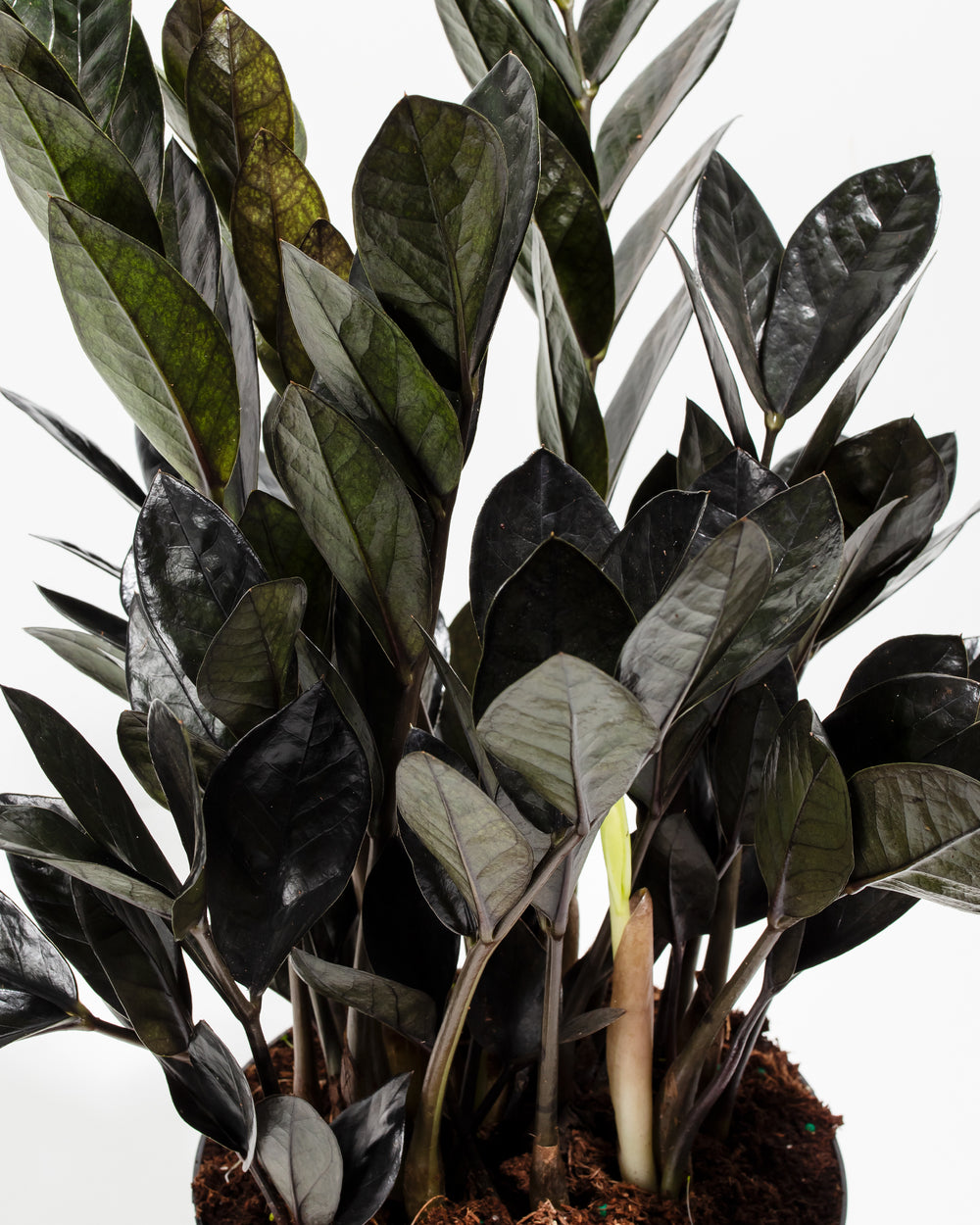 Close-up of Black Raven ZZ Plant (Zamioculcas zamiifolia 'Raven') showing dramatic deep purple-black glossy oval leaves with a new pale green emerging shoot at the base