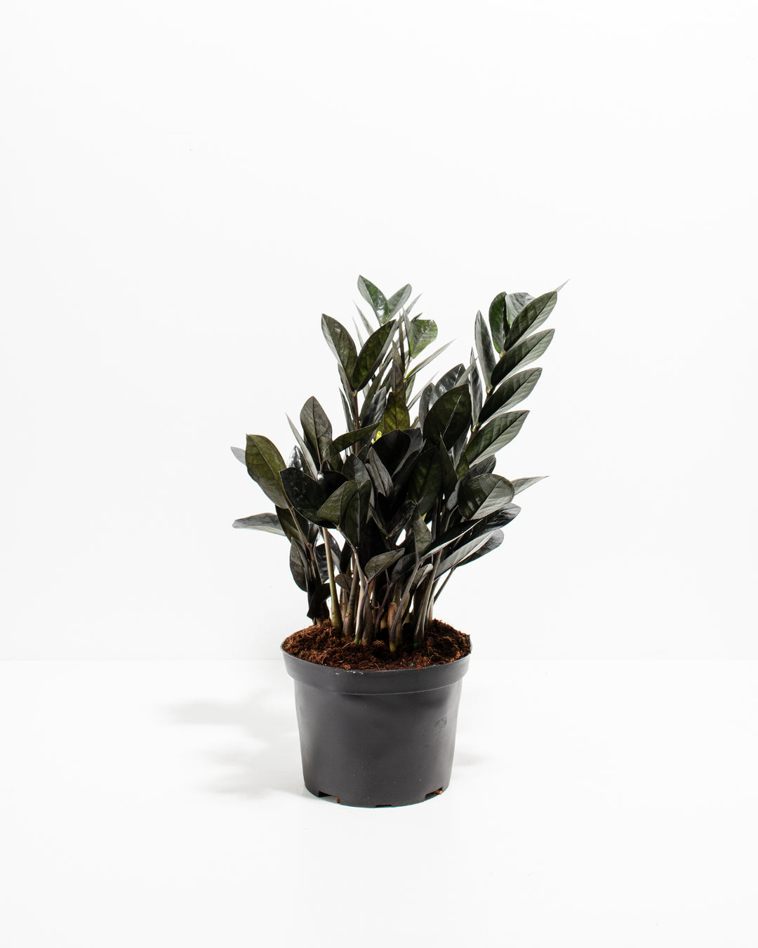 Black Raven ZZ Plant (Zamioculcas zamiifolia 'Raven') in a 6-inch black grower pot with dramatic deep purple-black glossy leaves on a white background