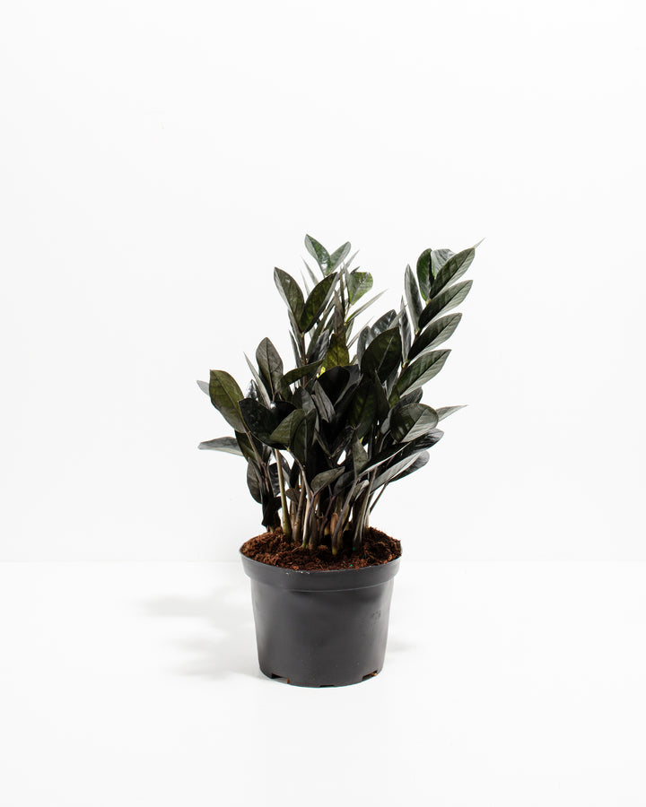 Black Raven ZZ Plant (Zamioculcas zamiifolia 'Raven') in a 6-inch black grower pot with dramatic deep purple-black glossy leaves on a white background