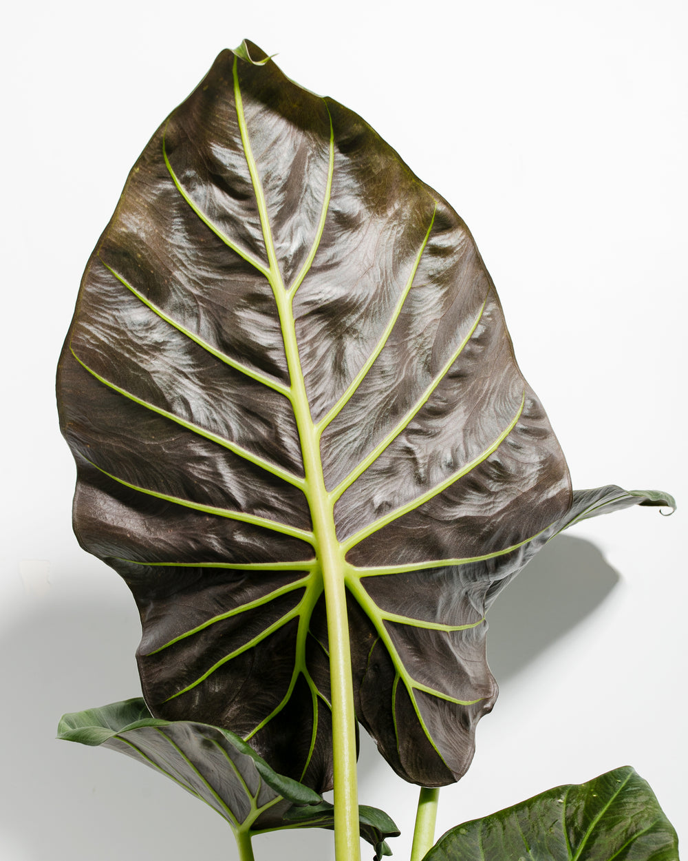 Dramatic close-up of oversized Alocasia Regal Shield leaf displaying arrow-shield hybrid shape with intense lime-green veining on dark olive-green surface; premium architectural foliage detail.