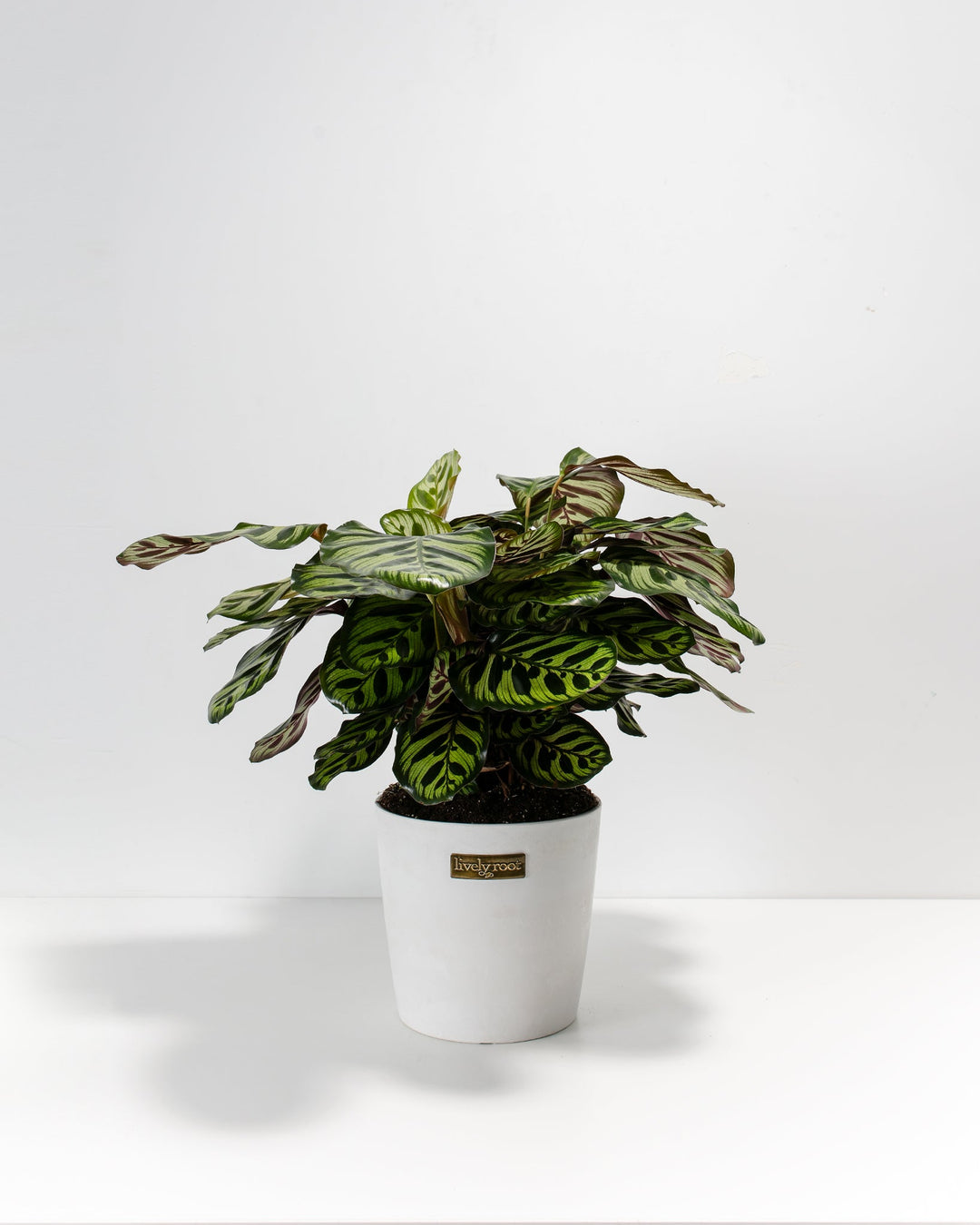 Peacock Plant