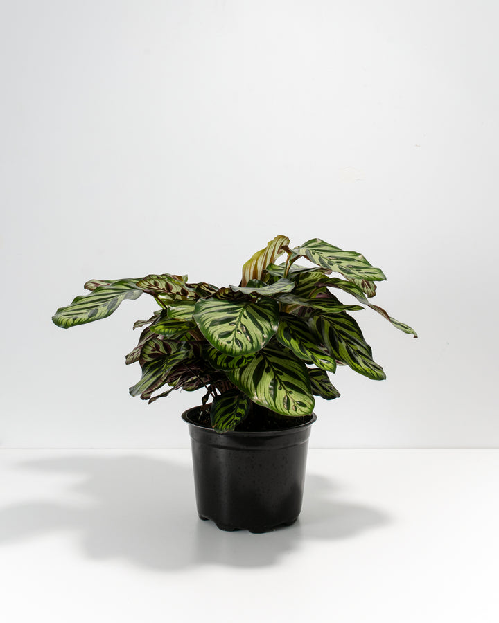 A full, bushy 8-inch Peacock Plant (Calathea makoyana) displaying dense layers of patterned green and pale cream leaves. The plant sits in a simple black plastic grower pot against a solid white background, with its leaves spreading outward and casting a soft shadow on the white surface below.