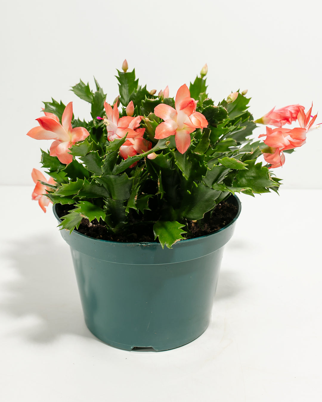 Pink Christmas Cactus