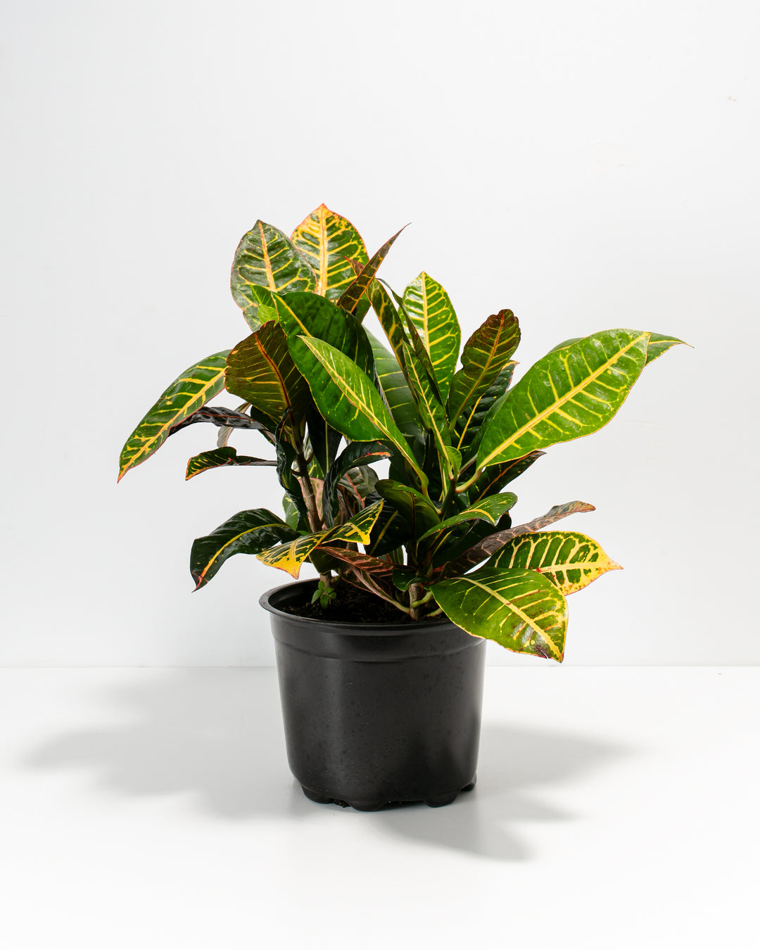 Petra Croton in an 8-inch black grower pot with dense glossy green and yellow variegated foliage and red lower leaves against a white background