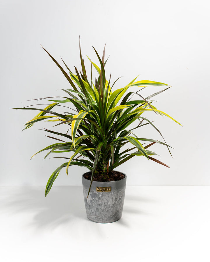 Black Leaf Dragon Tree Collection (Dracaena)
