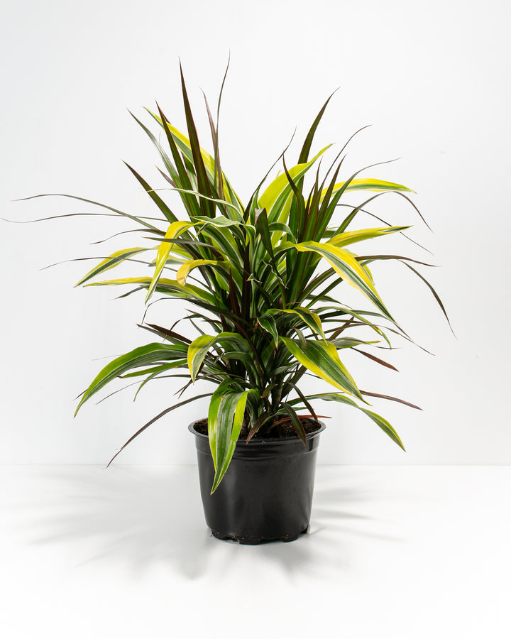 Black Leaf Dragon Tree Collection (Dracaena)