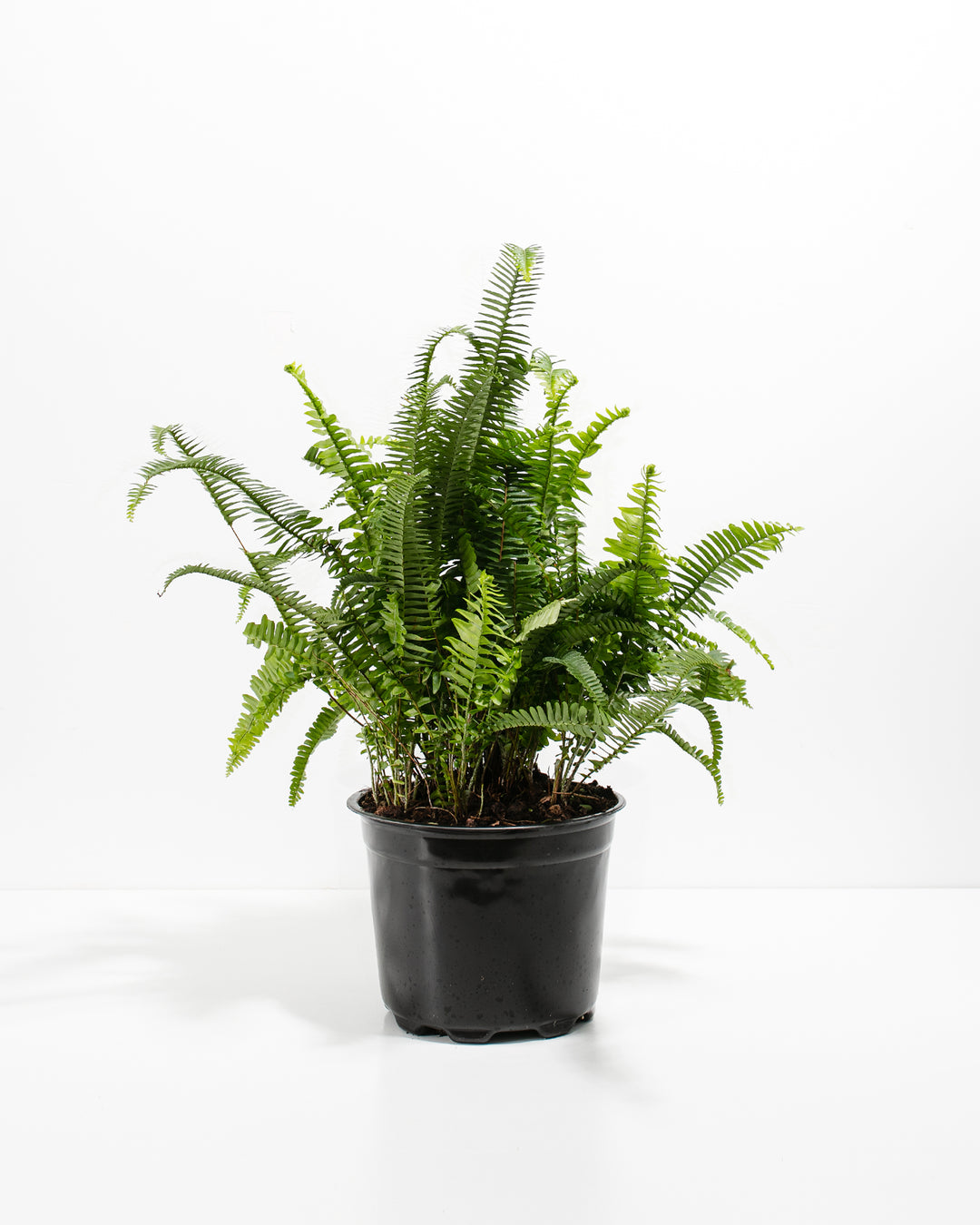 Kimberly Queen Fern