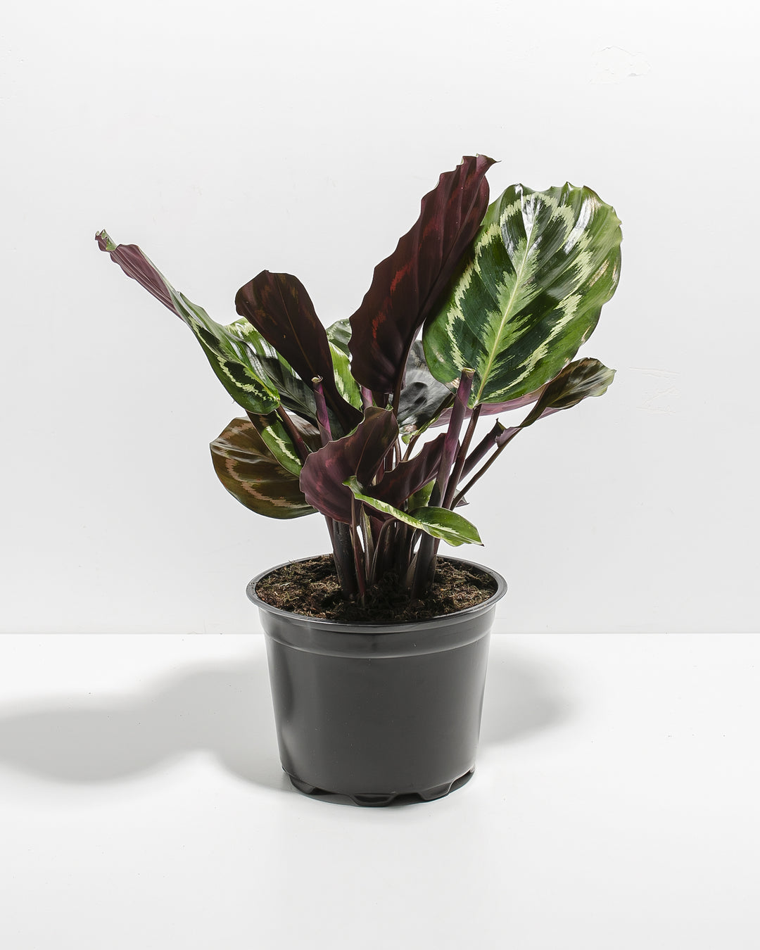 Calathea Medallion houseplant for sale, featuring vibrant dark green foliage with silver variegation and deep purple undersides in a nursery pot.