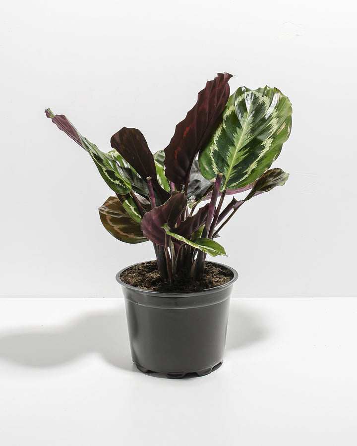 Calathea Medallion houseplant for sale, featuring vibrant dark green foliage with silver variegation and deep purple undersides in a nursery pot.