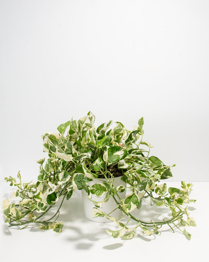 Pearls and Jade Pothos 8-inch in white ceramic pot with long cascading variegated vines – full size trailing pothos for shelves and plant stands