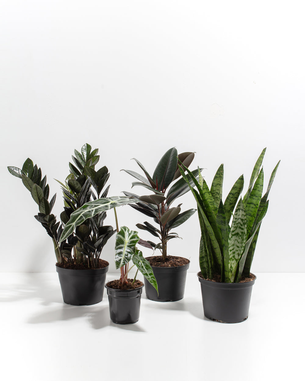 Goth Garden Bundle