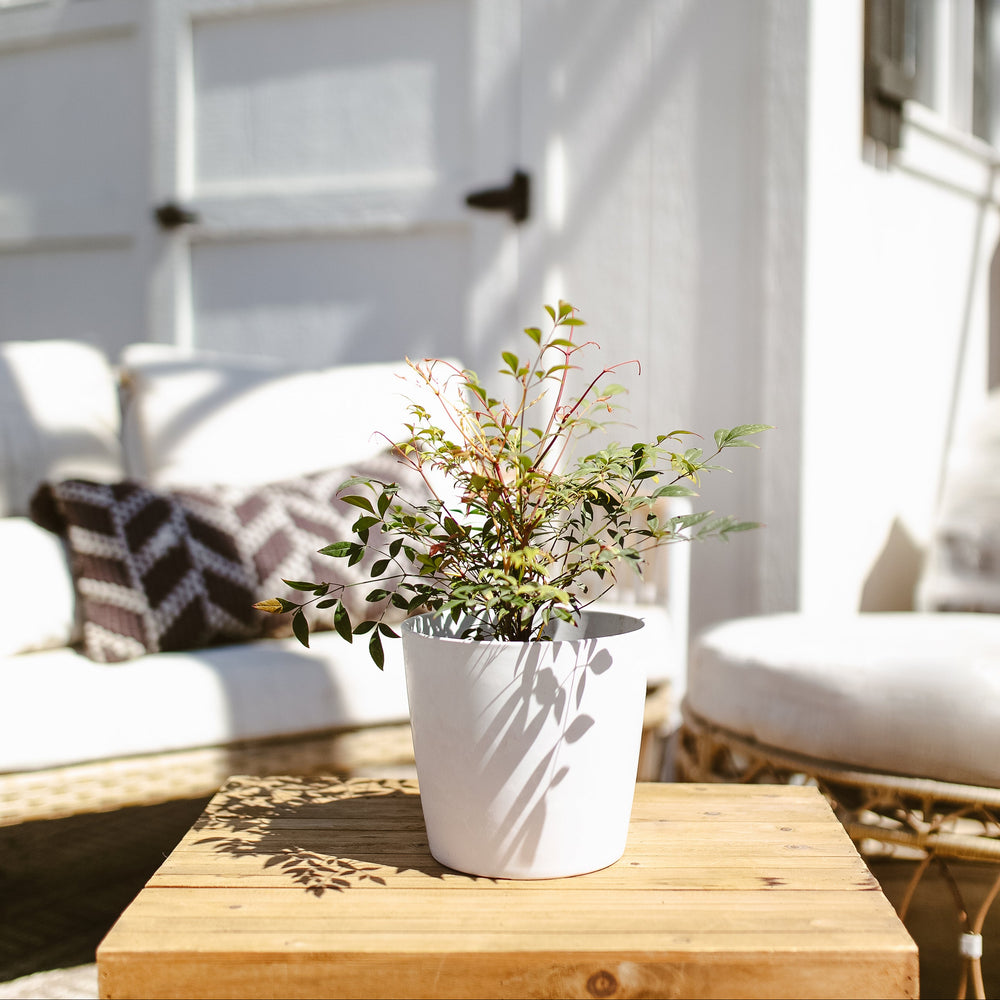 Nandina Gulf Stream