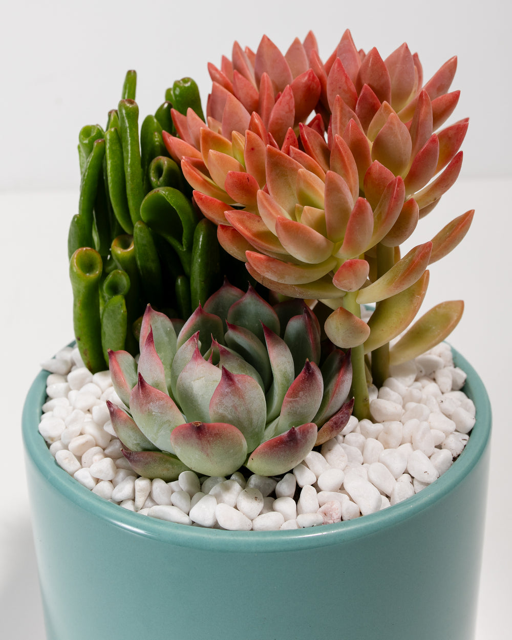 Very Buzzy Succulent Garden