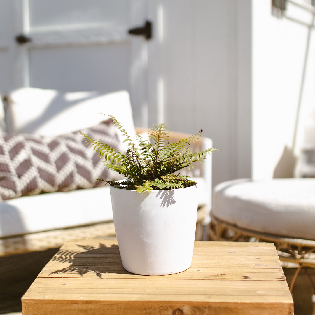 Western Sword Fern