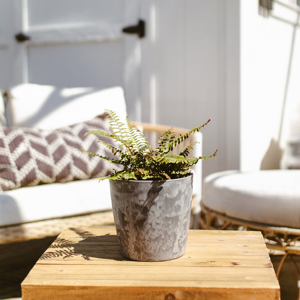 Western Sword Fern