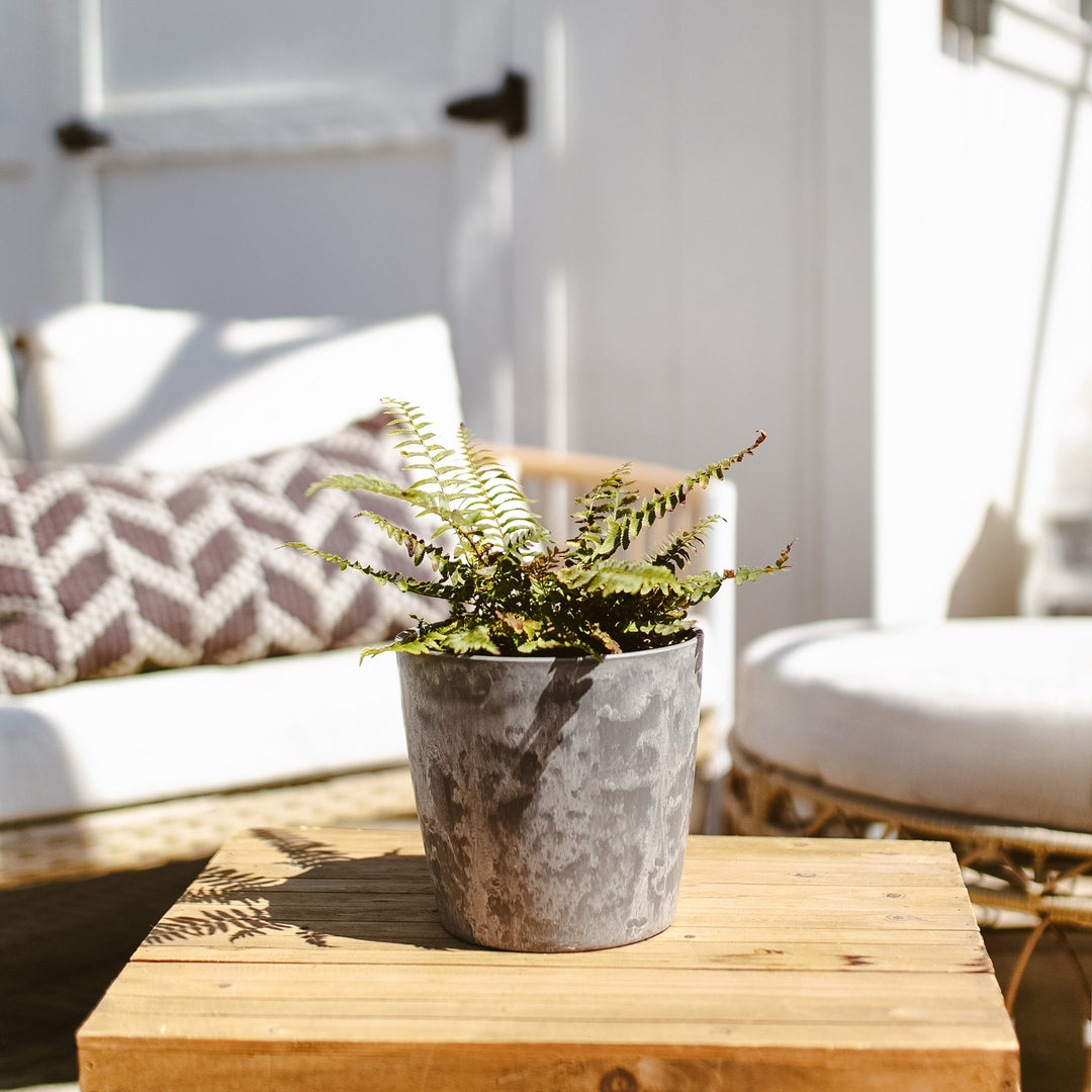 Western Sword Fern