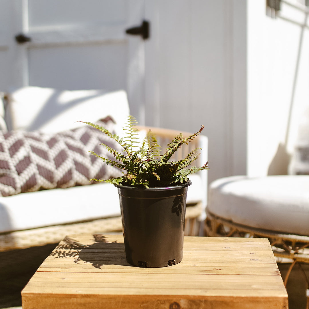 Western Sword Fern