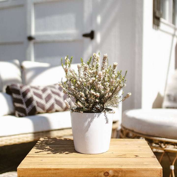 White Heather