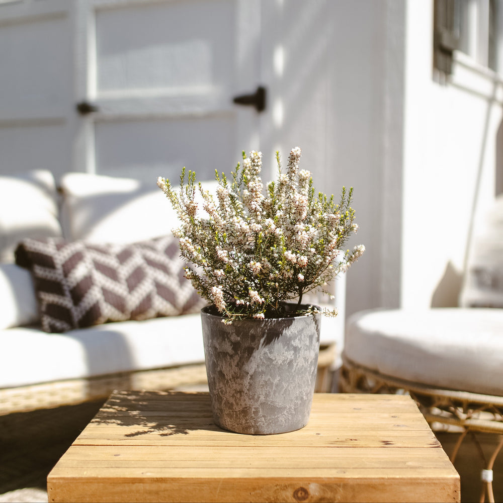 White Heather