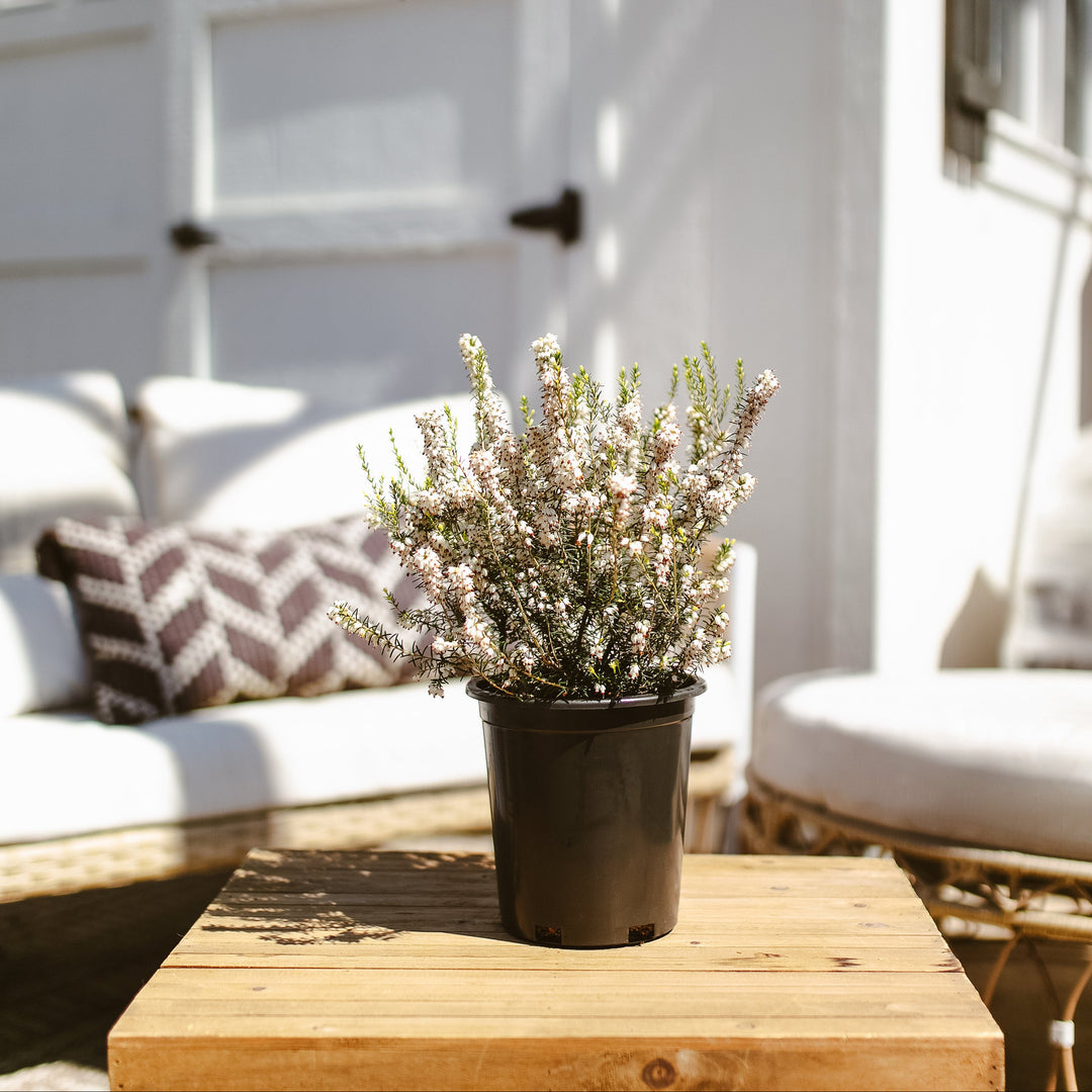 White Heather